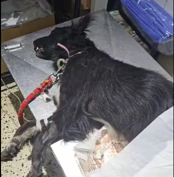 Asesinaron a su perro con veneno y publicó un desgarrador descargo: “mí corazón está roto”